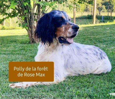 Setter Anglais POLLY DE LA FORET DE ROSE MAX